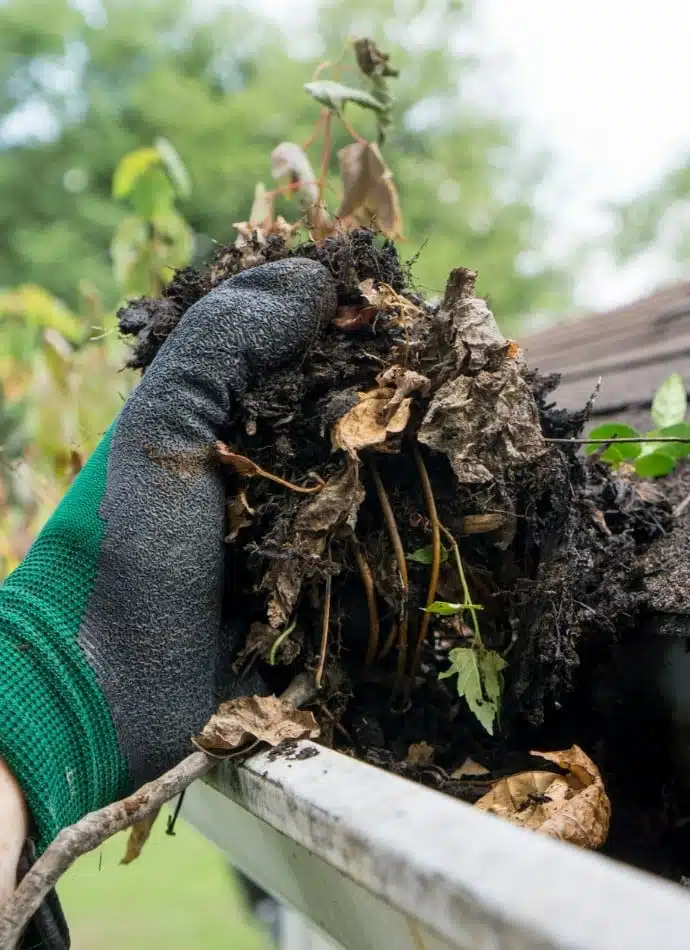 Gutter Cleaning Near Me A gloved hand removes debris from a gutter, showing leaves, dirt, and small plants. Gutter cleaning is essential for home maintenance in Falmouth, ME.